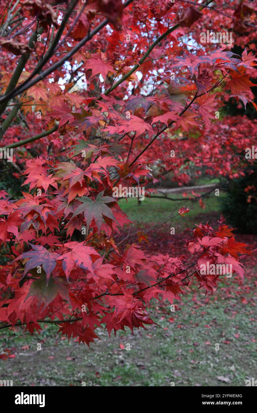 Acer palmatum in autumn Stock Photo