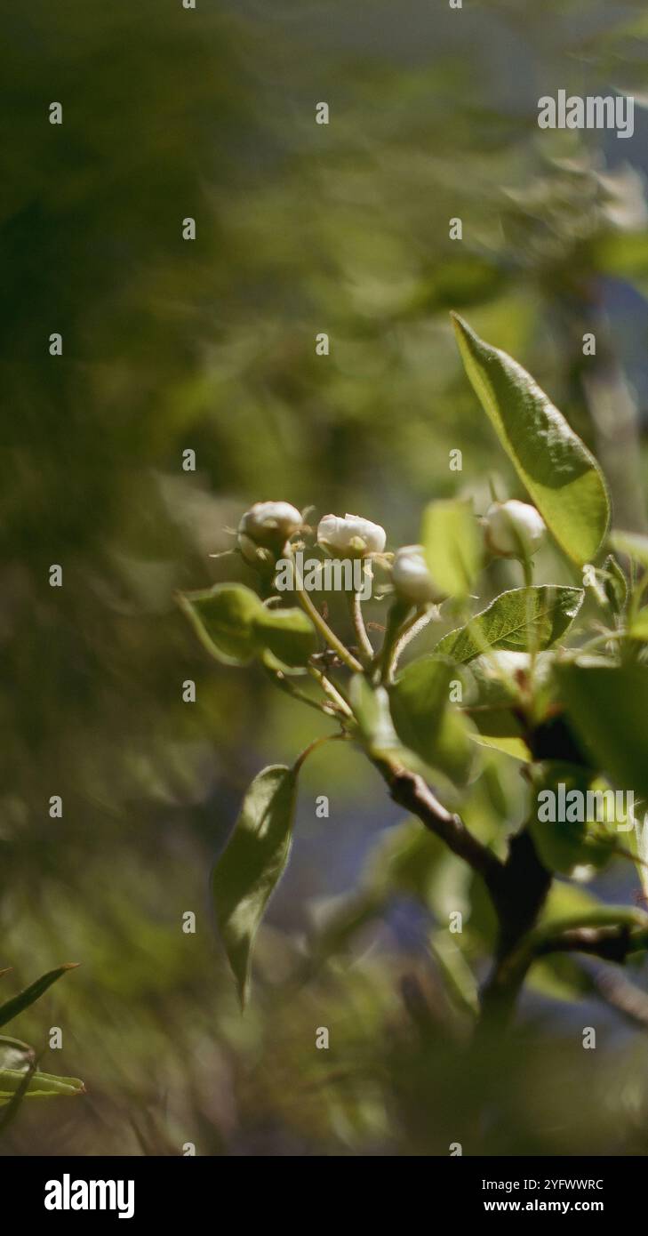 Blur bokeh with blossom cherry. Vintage photo Stock Photo
