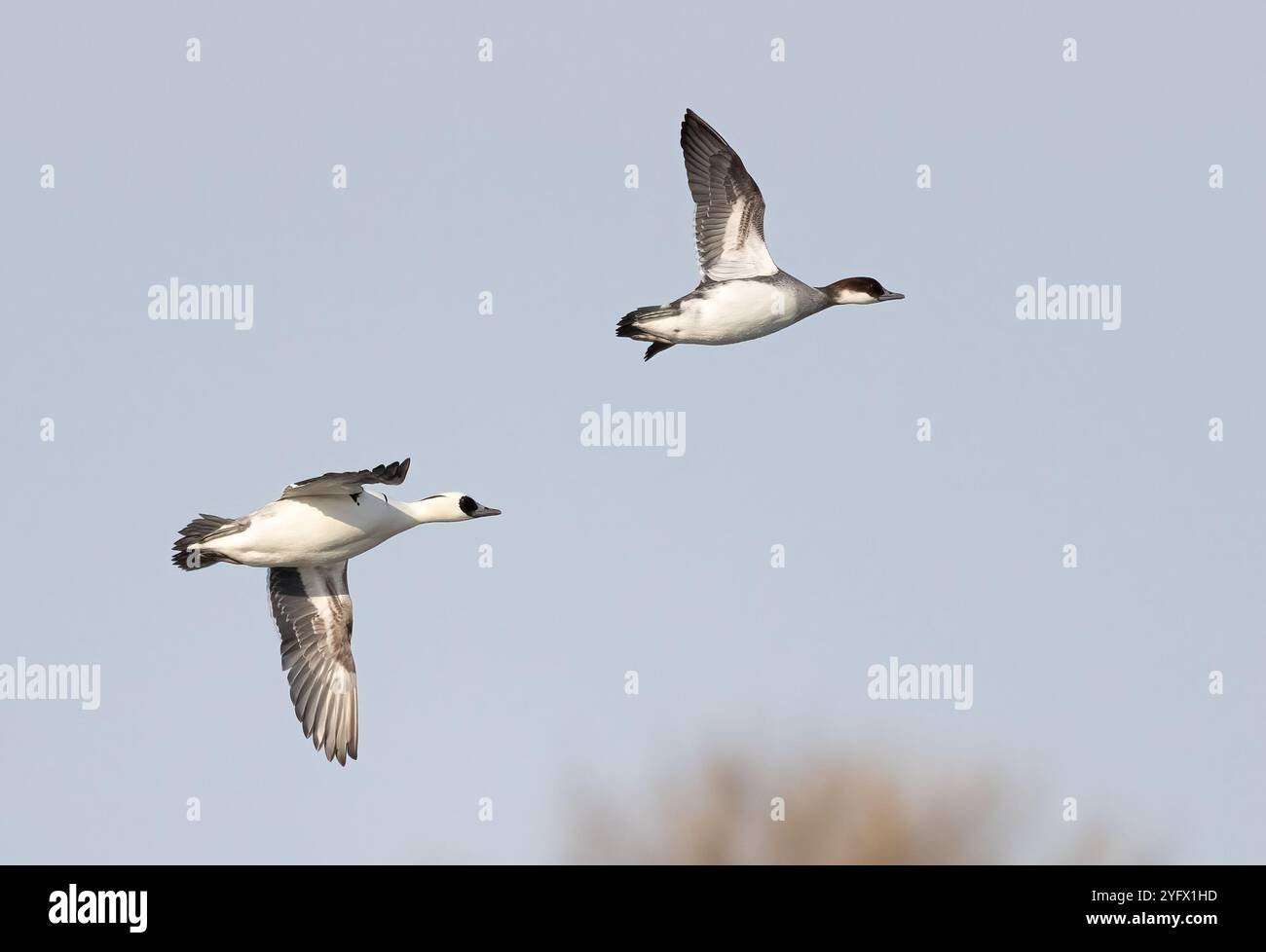 Smew In Flight Smew autumn hi-res stock photography and images - Alamy