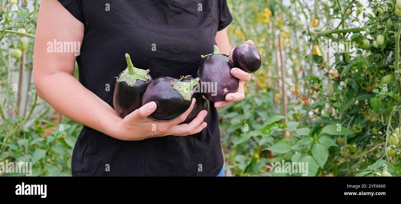 A woman is holding three purple eggplants in her hand. The eggplants are large and have a shiny, glossy appearance. Stock Photo