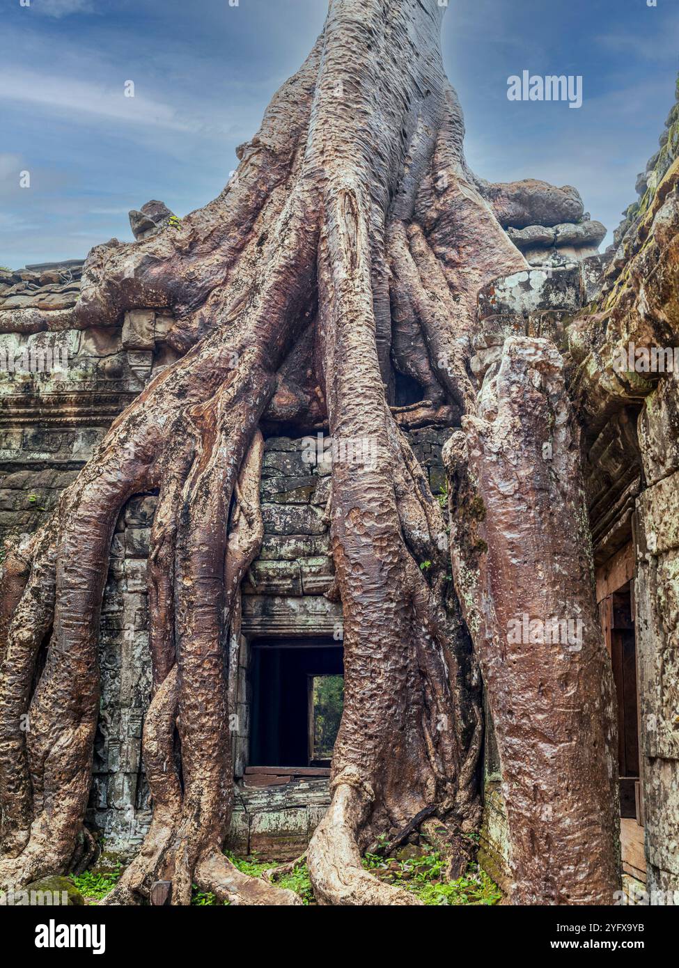Roots, overgrown silk-cotton and strungler fig trees and ruins at the ...