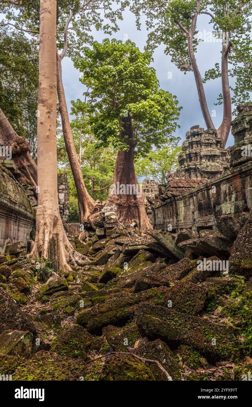 Roots, overgrown silk-cotton and strungler fig trees and ruins at the ...