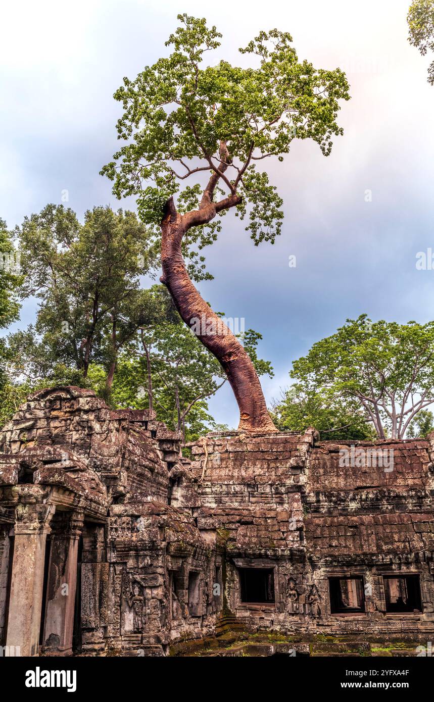 Roots, overgrown silk-cotton and strungler fig trees and ruins at the ...