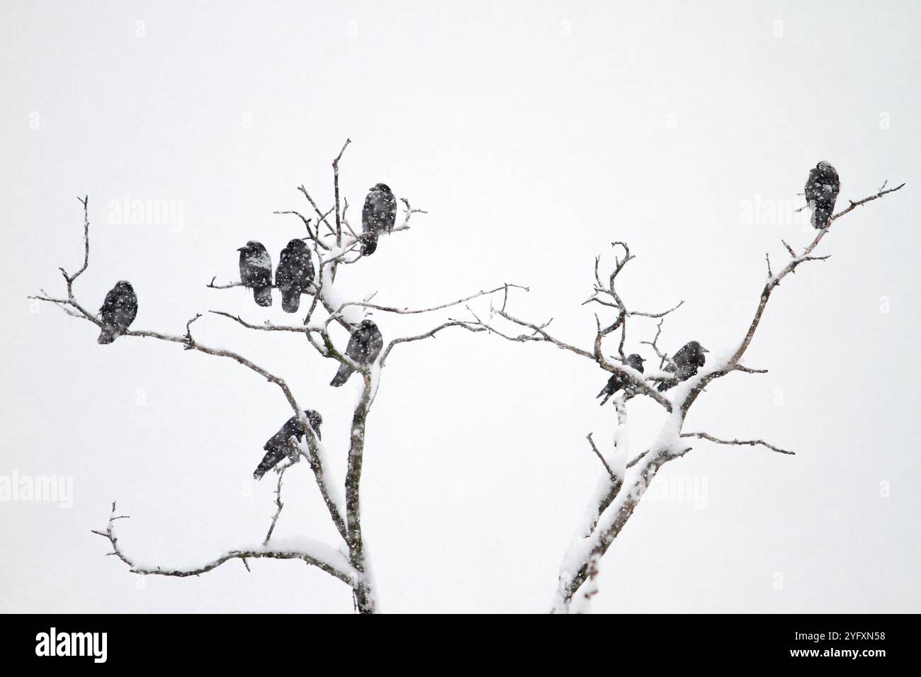 Rooks tree hi-res stock photography and images - Alamy