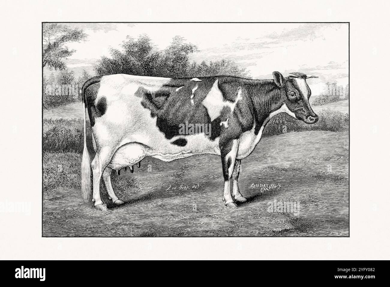 Holstein-Friesian Cattle. Vintage cattle illustration of a cow from an 1887 livestock book. Stock Photo