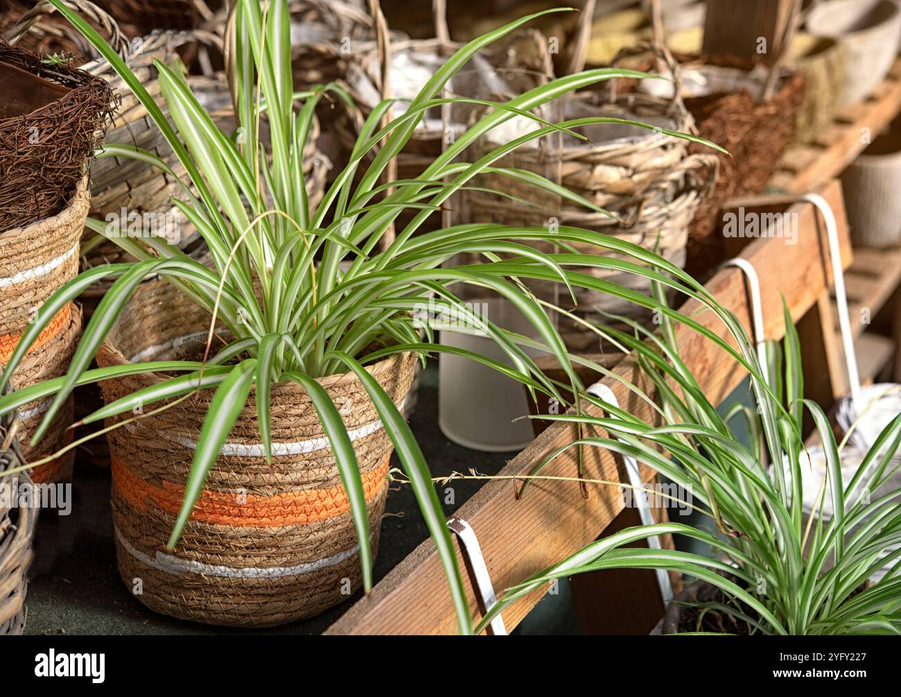 indoor ceramic planter Large Ceramic Wall Planter