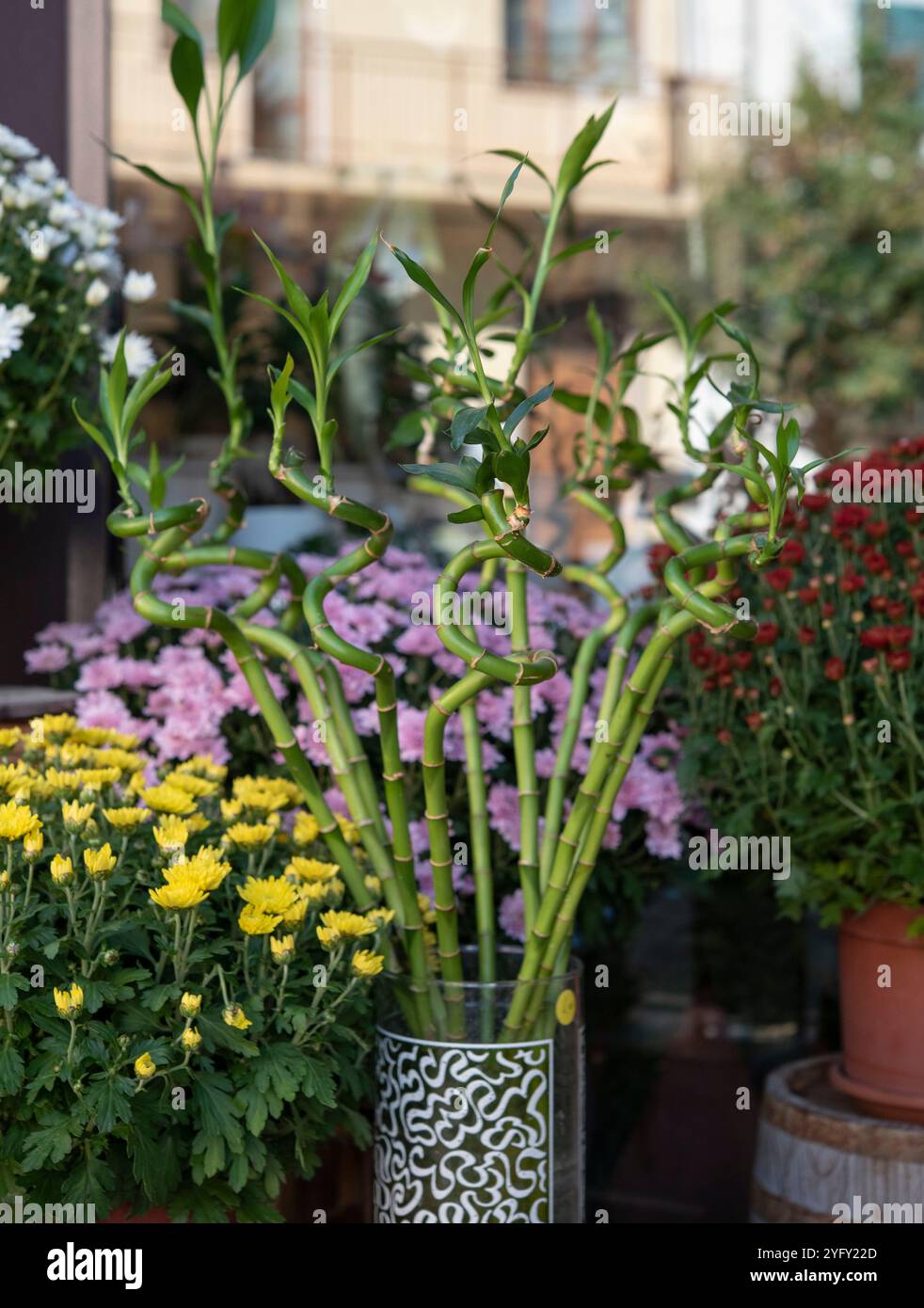 Lucky bamboo pot hi-res stock photography and images - Alamy
