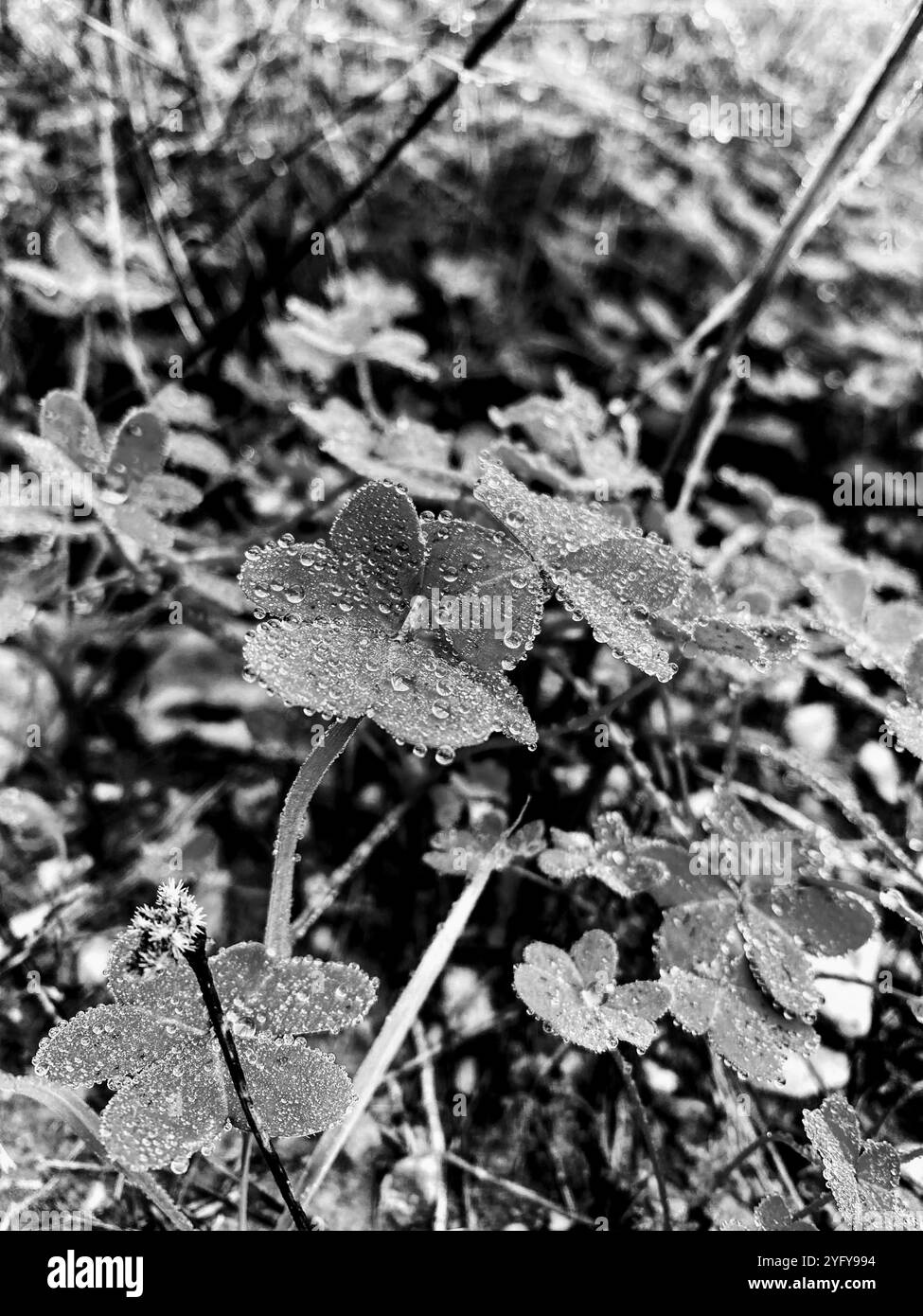 Black and white close up of 3 leaves clovers covered in water droplets - Smartphone Captured Stock Image