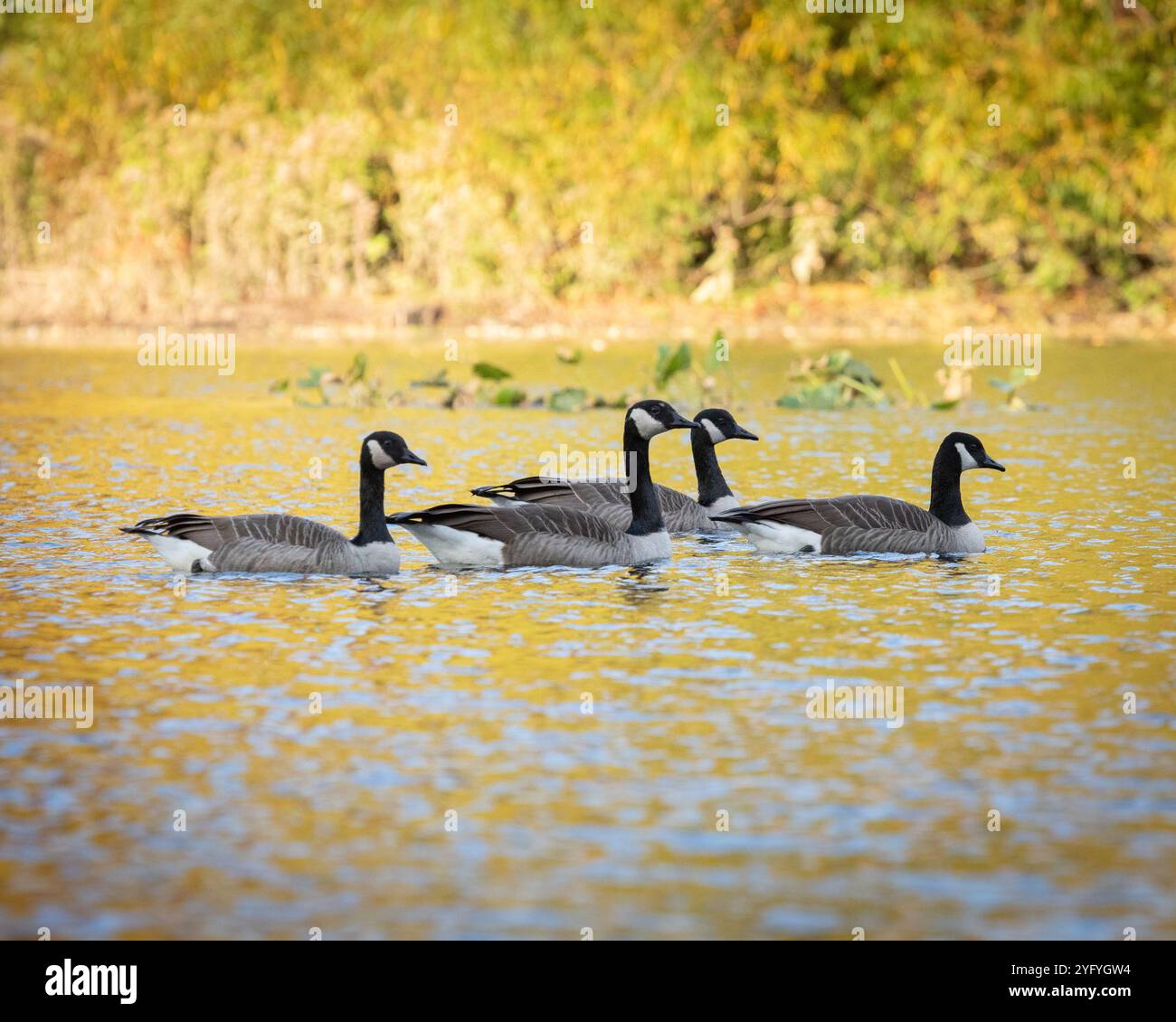 Geese In Water Canada geese reflected in water hi-res stock photography and images - Alamy