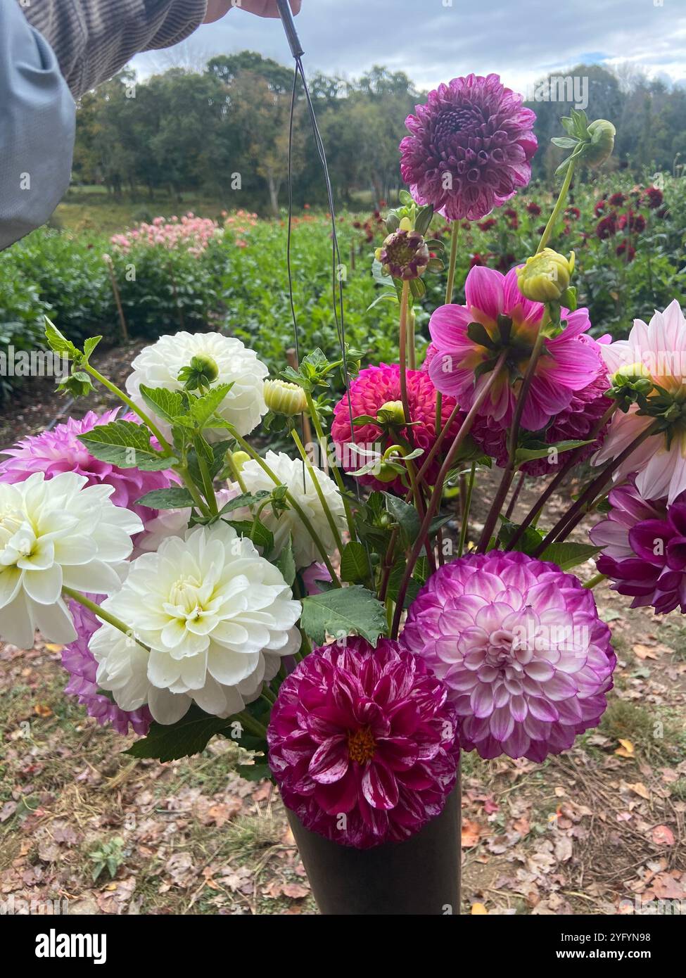 Dahlias flower rows hi-res stock photography and images - Alamy