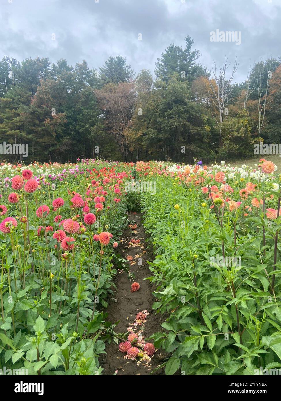 Dahlias flower rows hi-res stock photography and images - Alamy