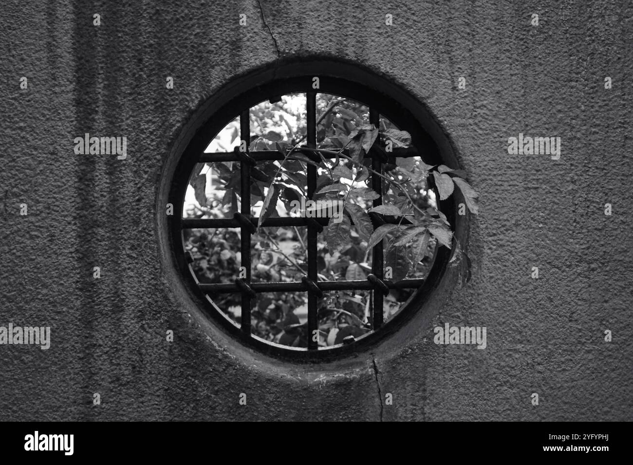 A tree grows through a round hole in the wall Stock Photo