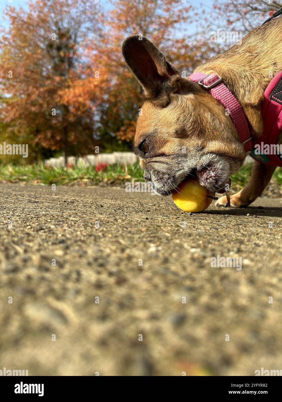 A French Bulldog eating an apple on a sidewalk. - Smartphone Captured Stock Image