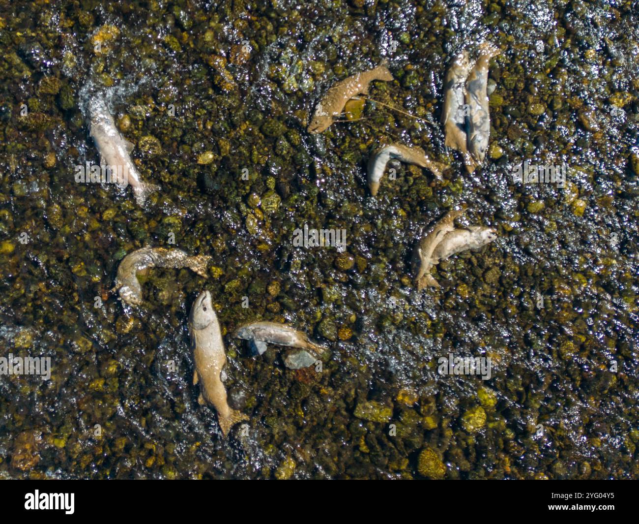 Dead Chinook salmon (Oncorhynchus tshawytscha) lay dead in the shallows of the Feather river in California after having completed their lifecycle. Stock Photo