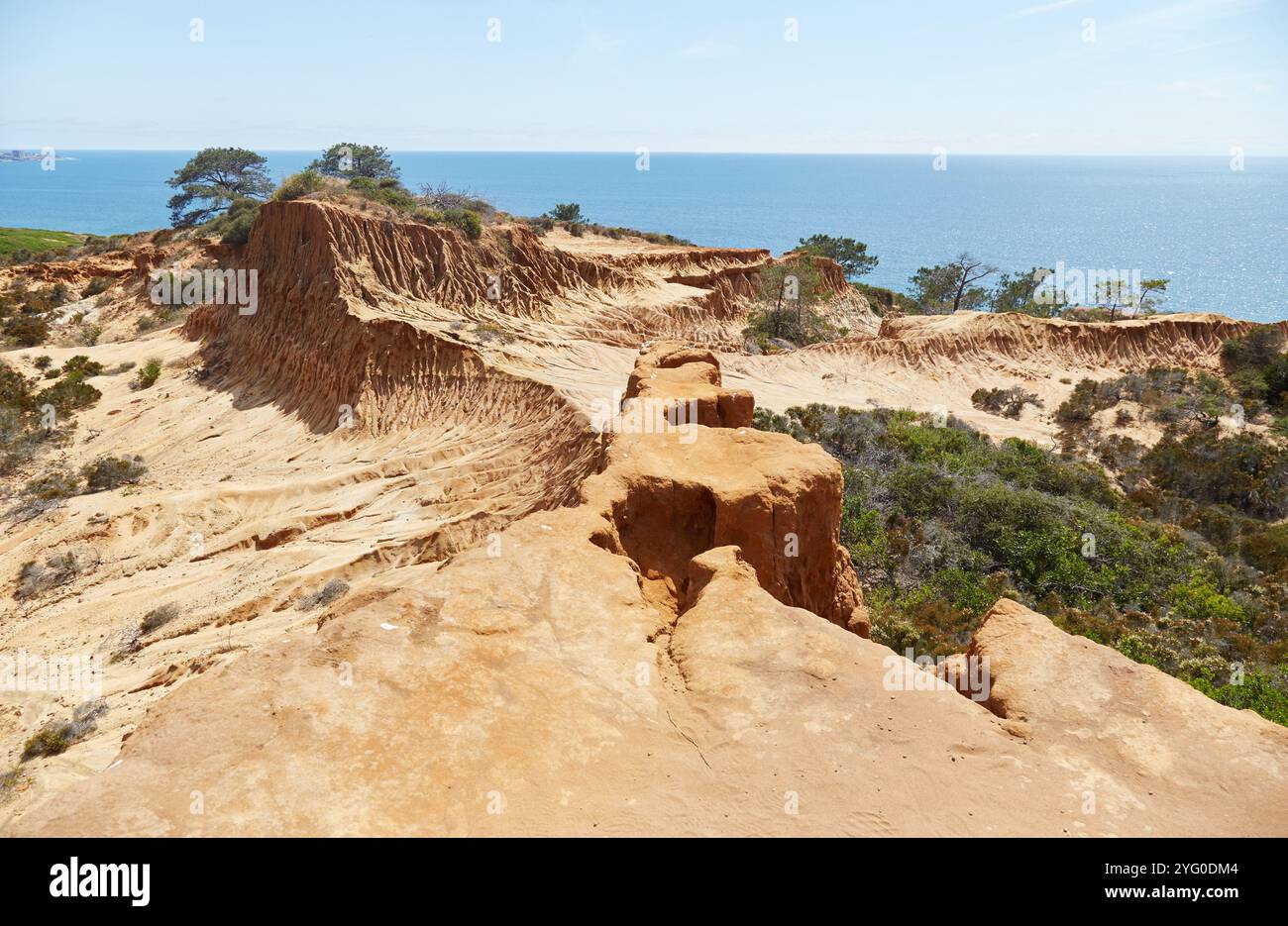 Torrey Pines: home of one of the rarest pines photo 1