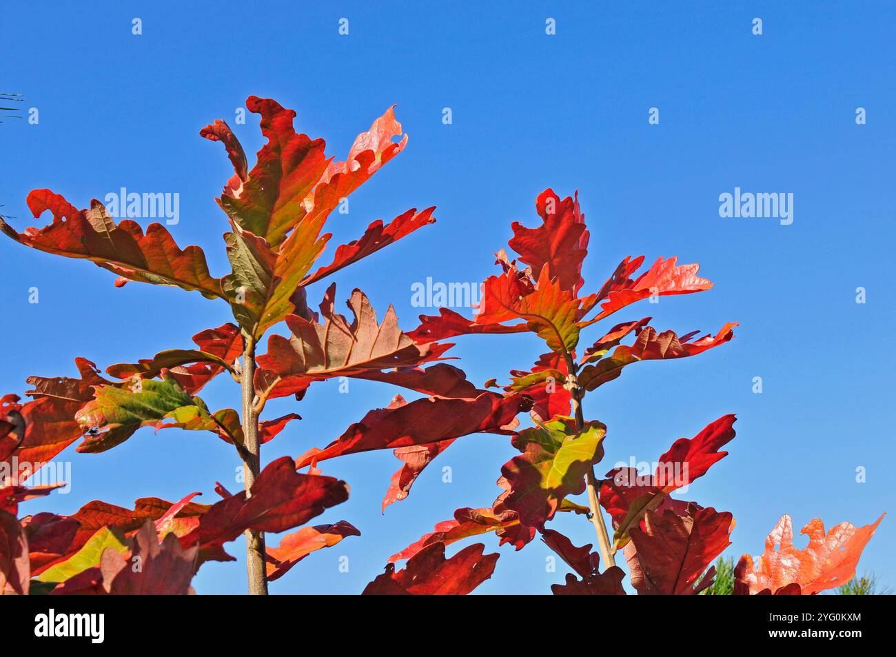 Under the blue sky red oak leaves, close-up pictures Stock Photo - Alamy