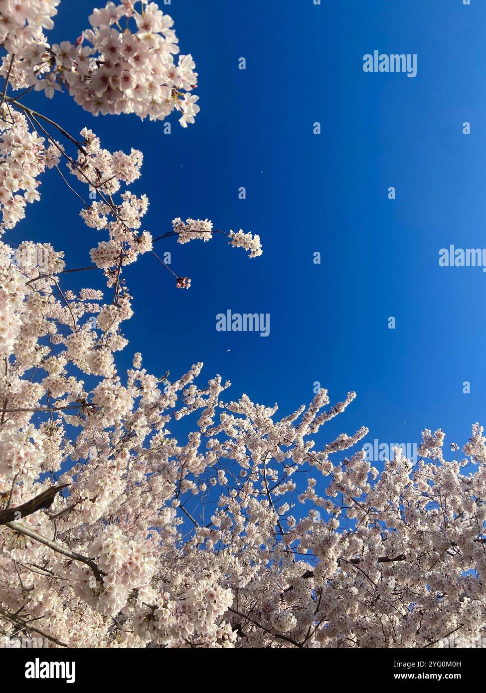 Cherry blossom - Smartphone Captured Stock Image