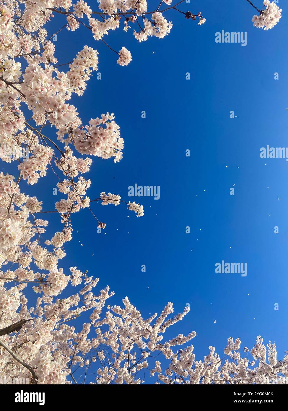 Cherry blossom - Smartphone Captured Stock Image