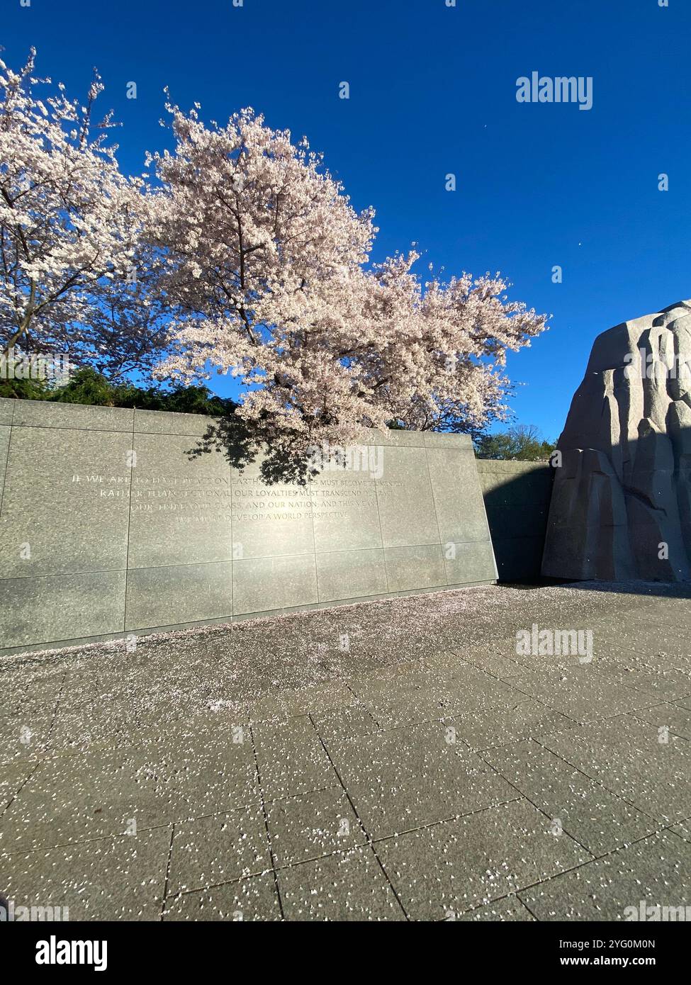 Cherry blossom - Smartphone Captured Stock Image