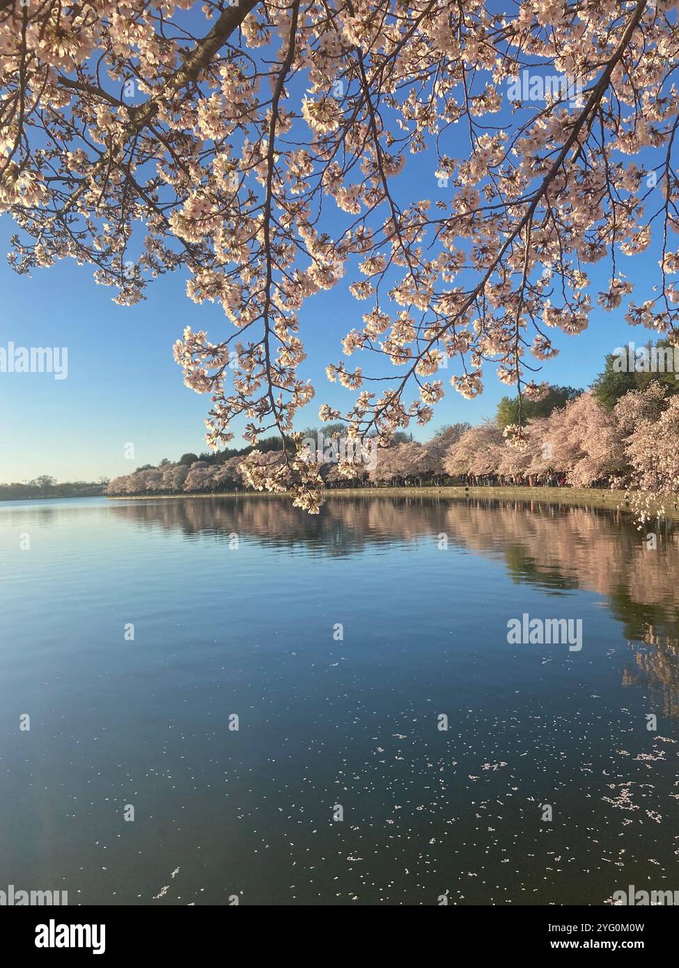 Cherry blossom - Smartphone Captured Stock Image