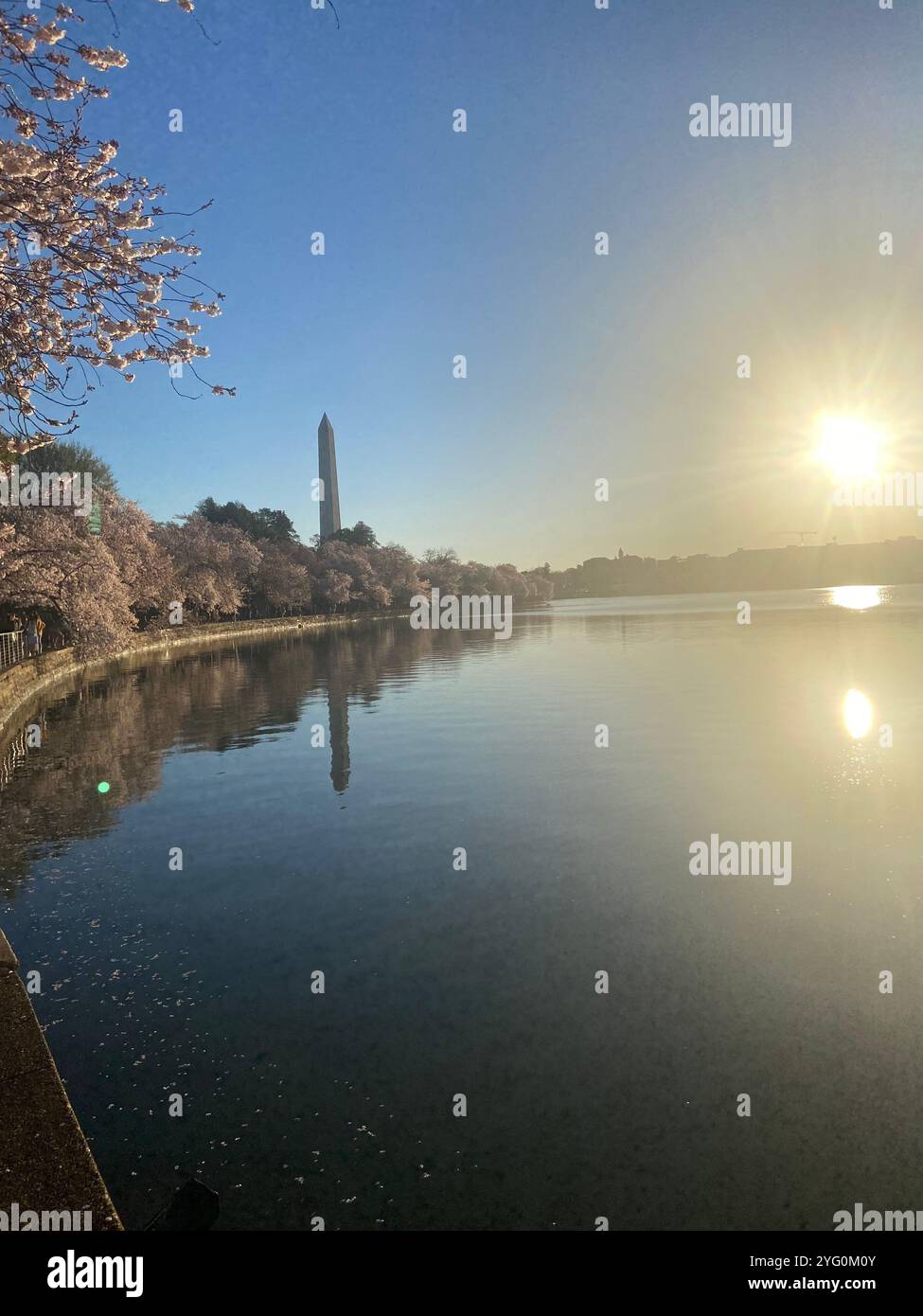 Cherry blossom - Smartphone Captured Stock Image