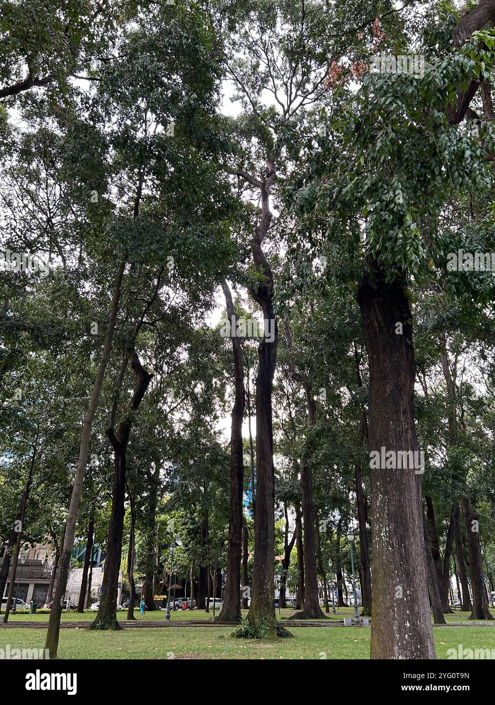 Urban Park with Tall Trees and Lush Greenery Stock Photo - Alamy