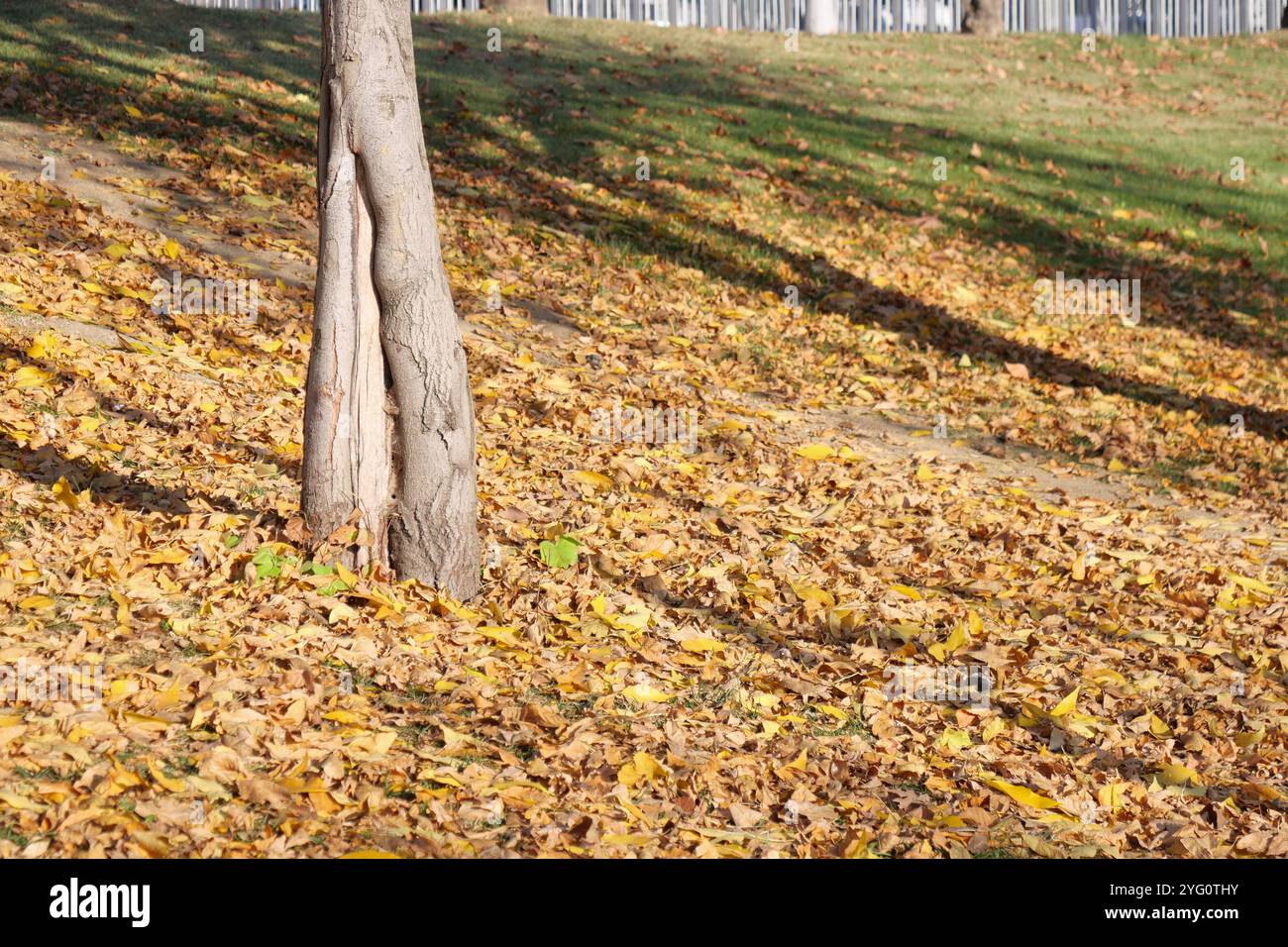 Vibrant autumn leaves framing hi-res stock photography and images - Alamy