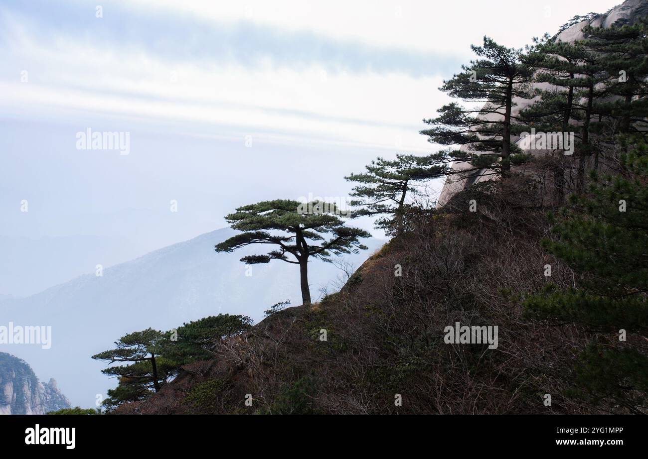 Tree Top Ridges Pine trees on top of the mountain ridges. Mount Huangshan. Anhui ...