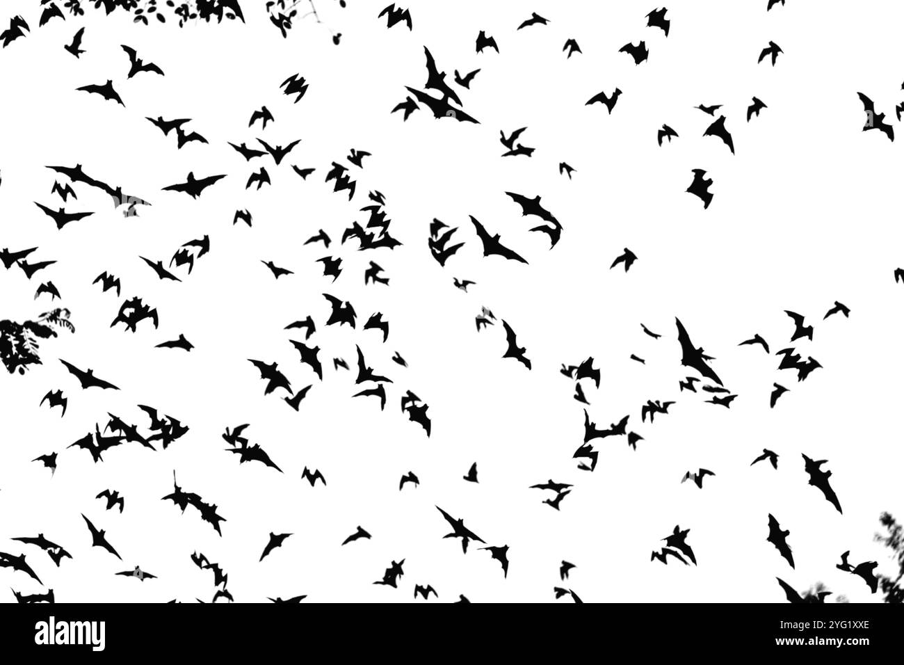 Black silhouettes of bats set on white background Stock Photo - Alamy