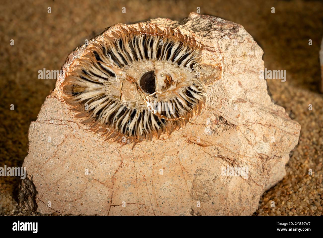 Marabilis Tree Araucaria mirabilis tree fossil. This is an extinct species of ...