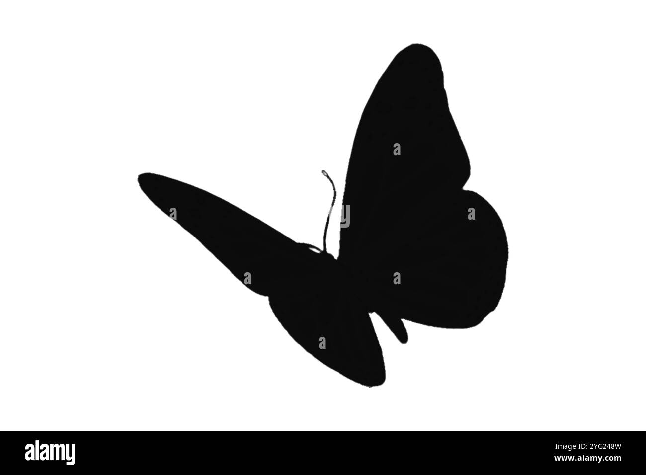 Butterfly silhouette vector illustration white background Stock Photo ...