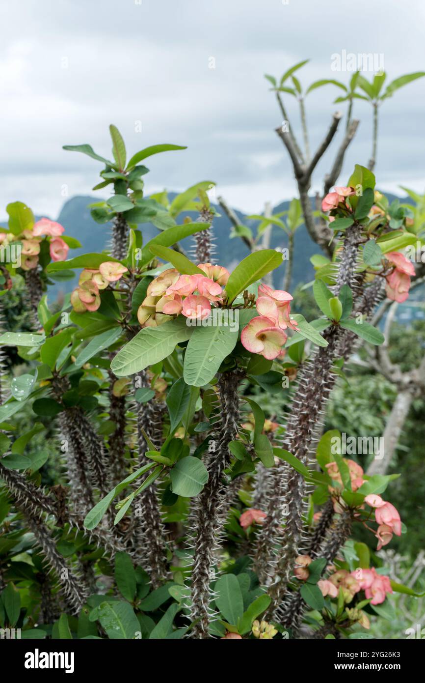 Christ thorn plant hi-res stock photography and images - Alamy