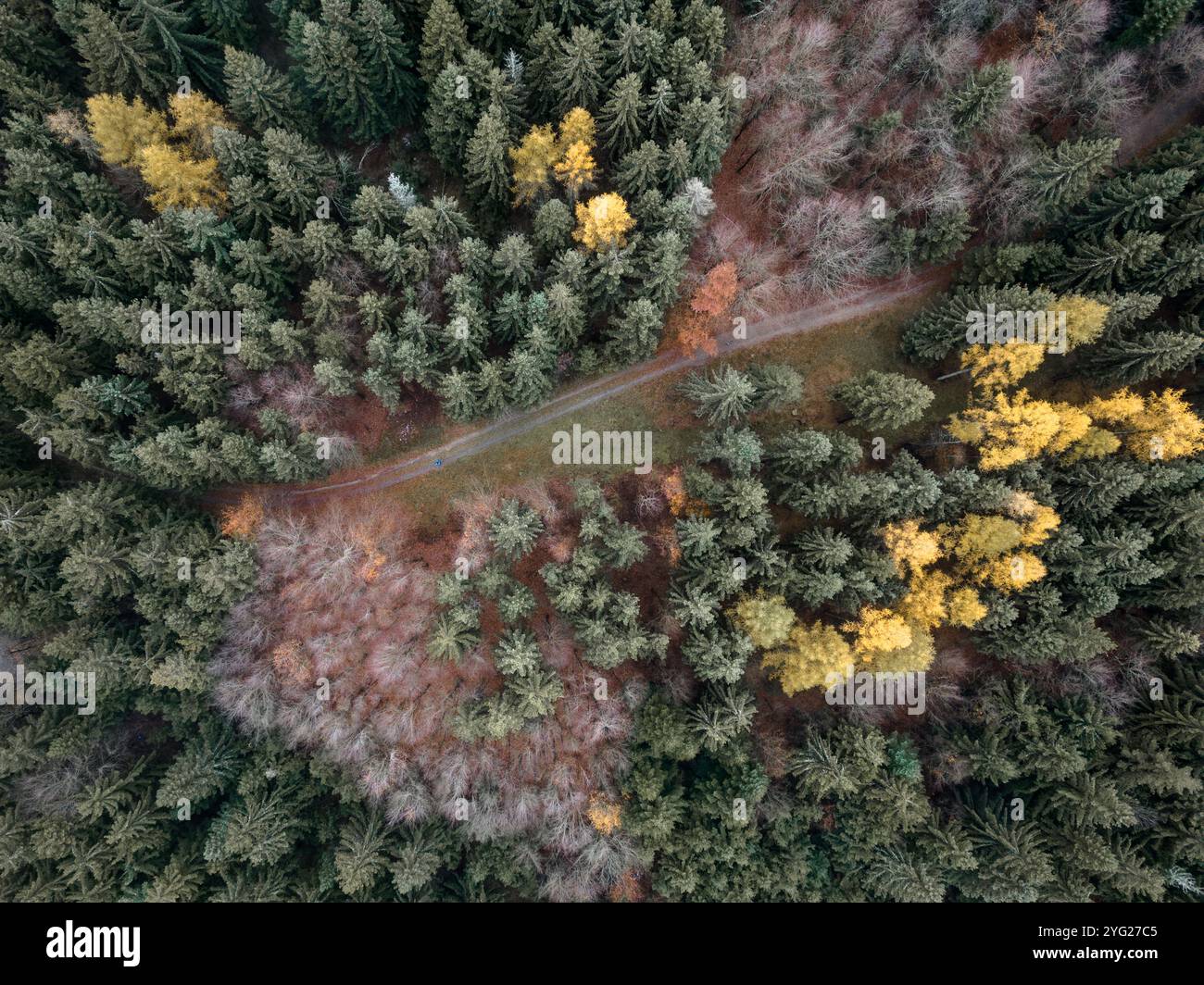 Aerial view captures the stunning contrast of golden and green leaves ...
