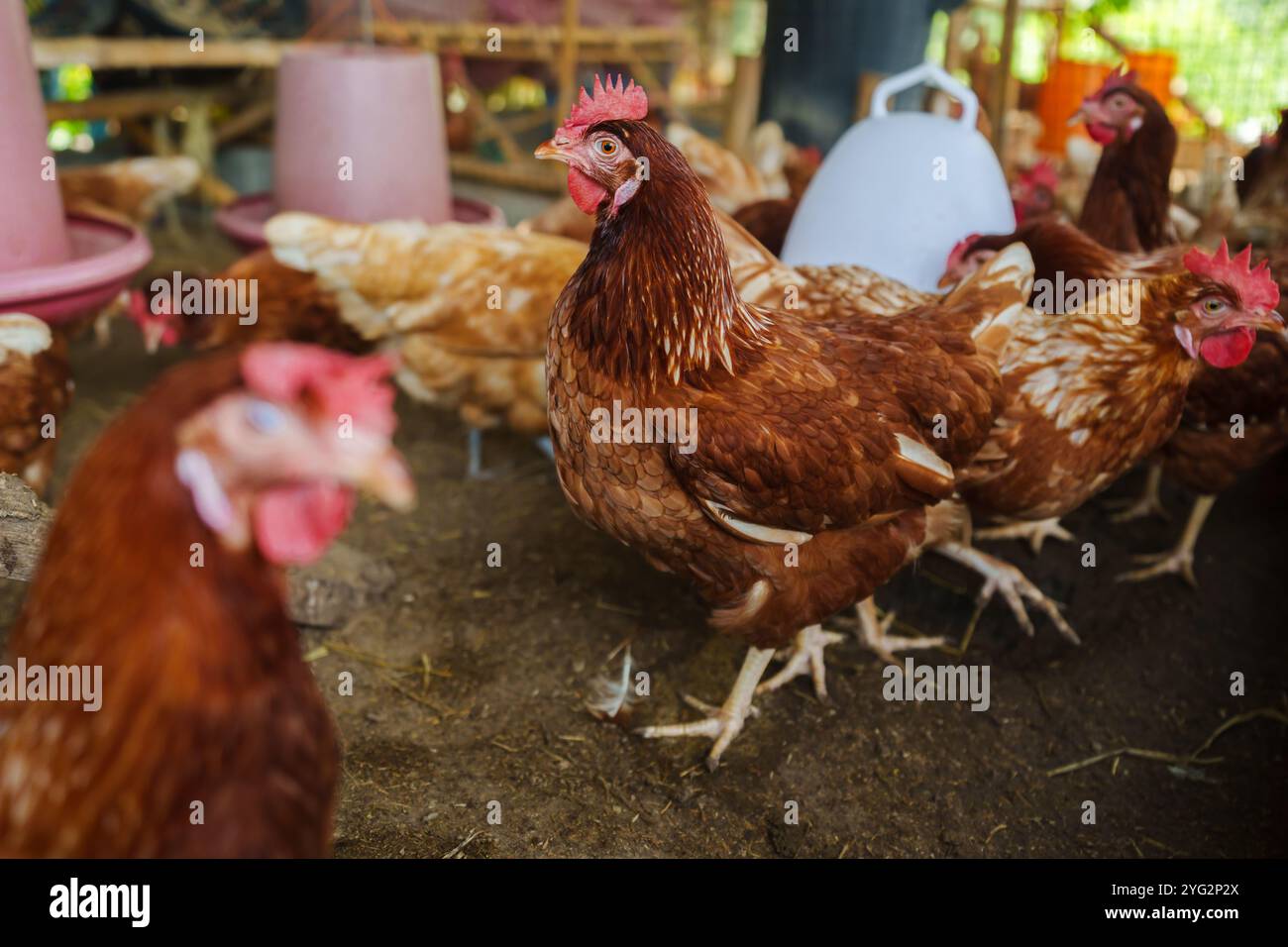 brown chicken or hen lay eggs in the rural farm Stock Photo - Alamy