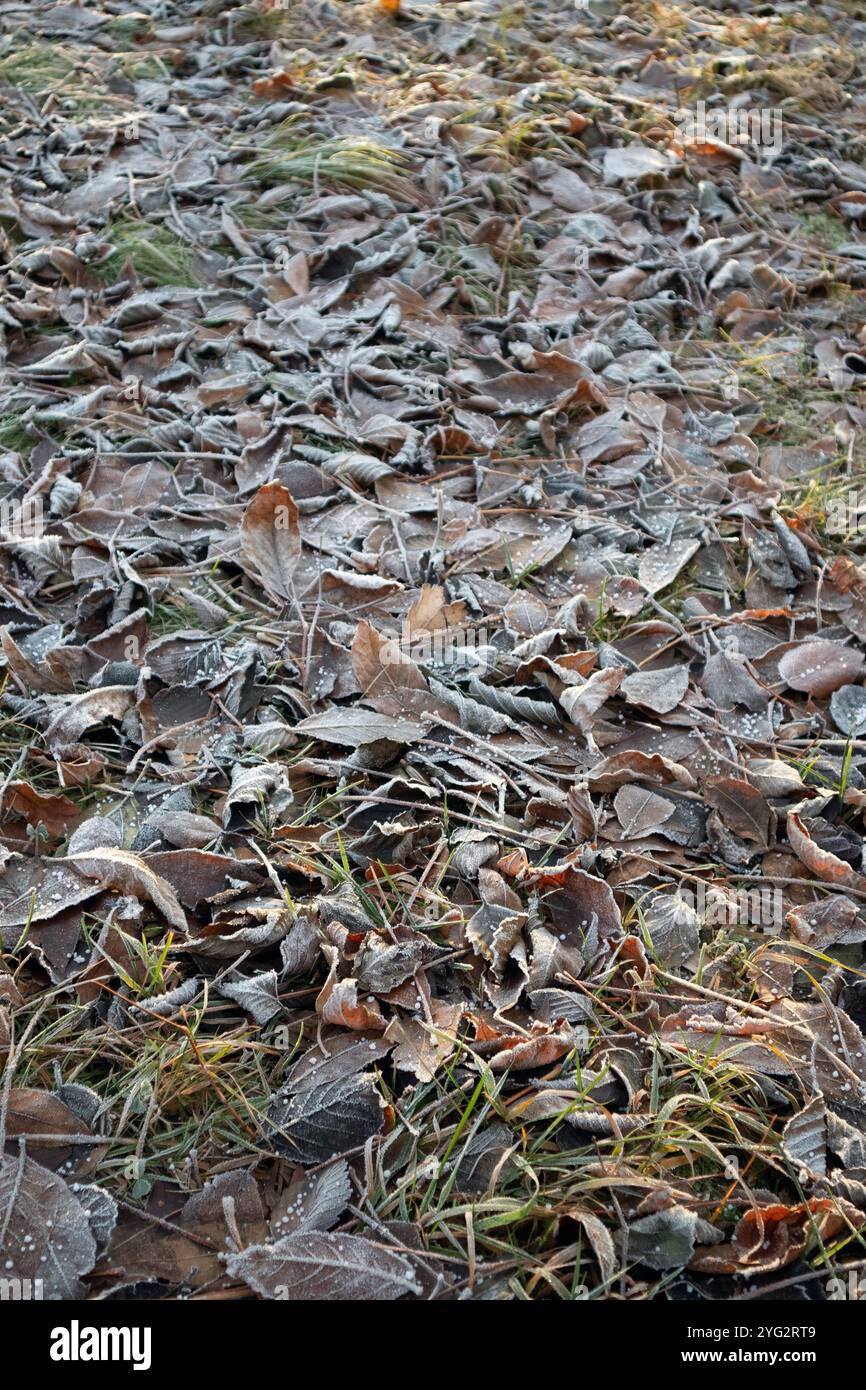 frosty autumn tree leaves on the ground Stock Photo