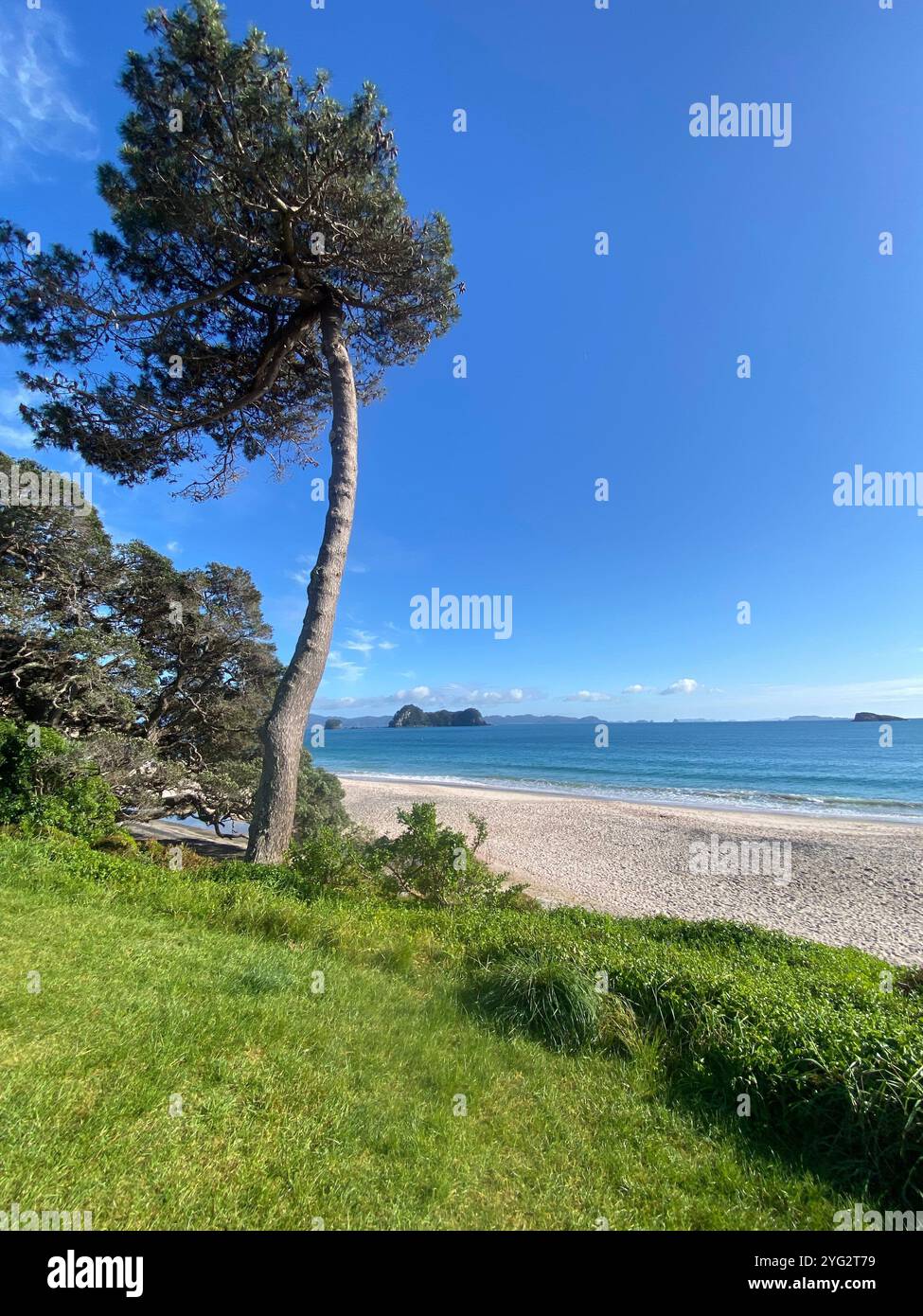 Tall tree and green grass in front of a white sandy beach on a sunny day at Hahei, Coromandel, New Zealand. - Smartphone Captured Stock Image