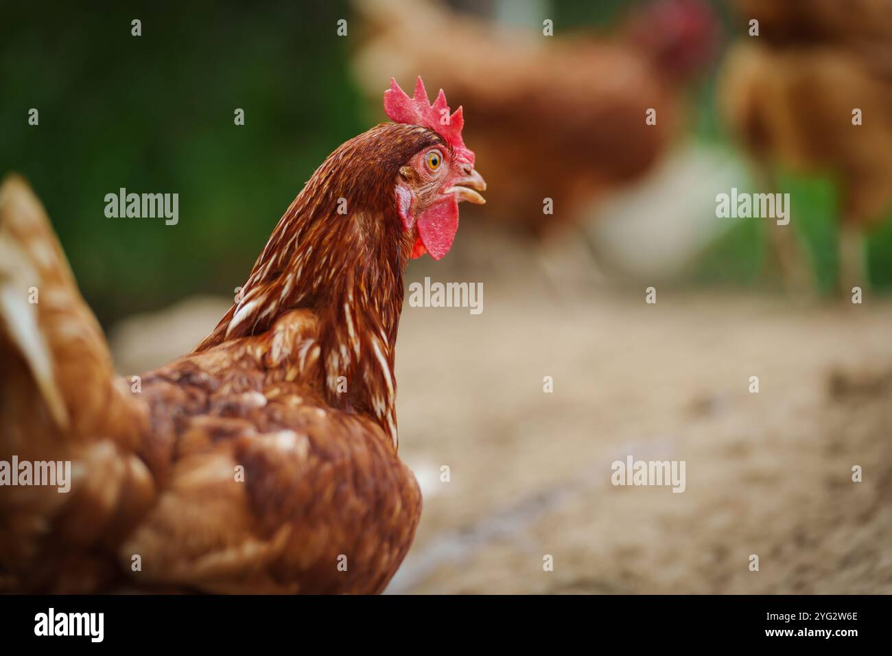 brown chicken or hen lay eggs in the rural farm Stock Photo - Alamy