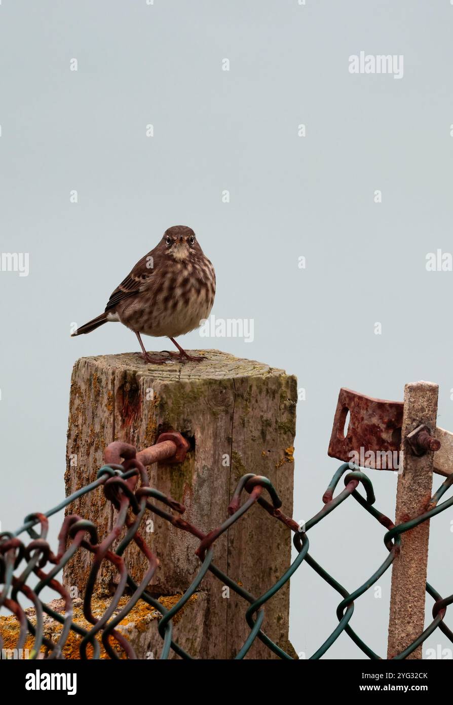 Rock Pipit Anthus petrosus, dark brown streaky plumage with grey outer ...