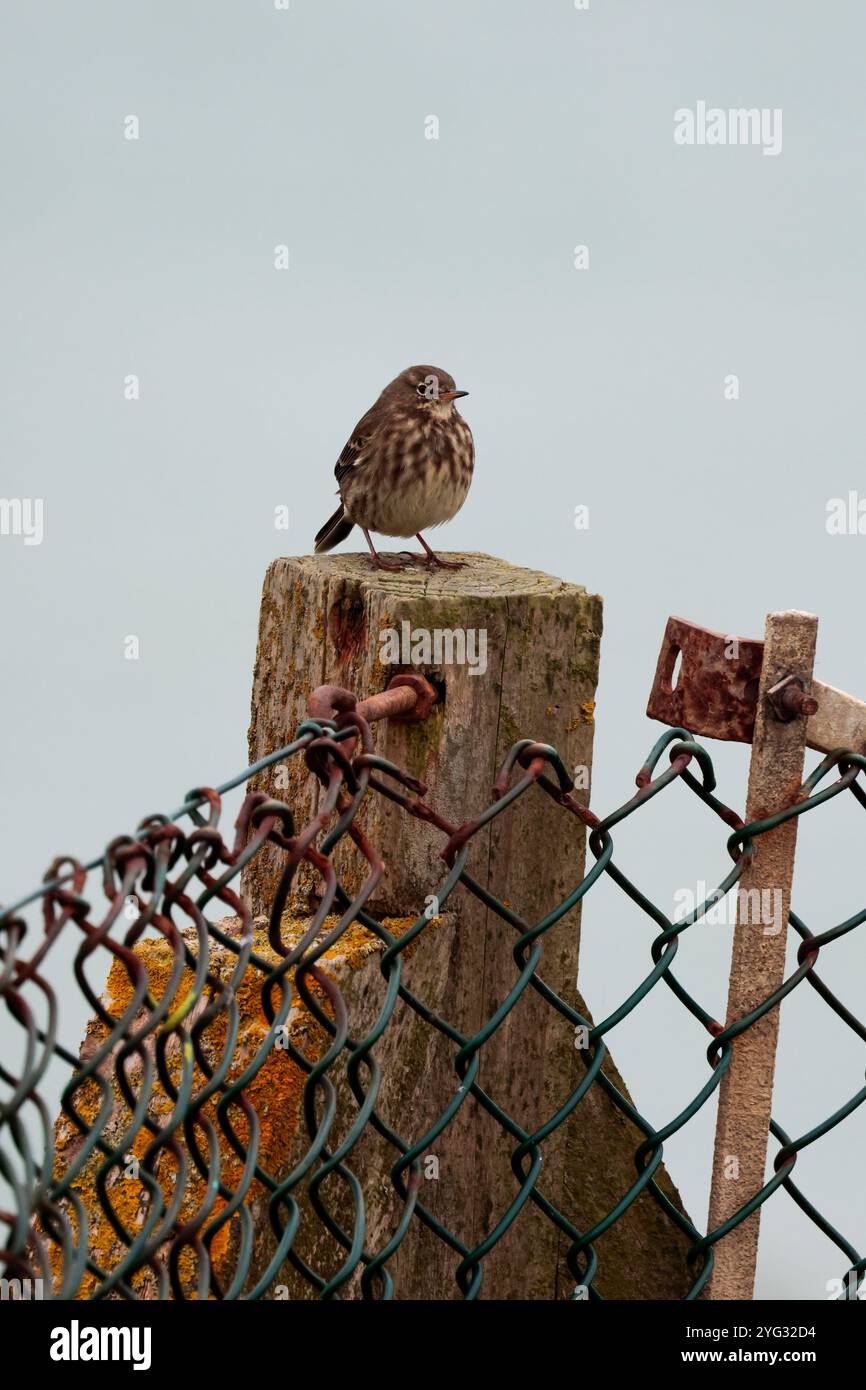 Rock Pipit Anthus petrosus, dark brown streaky plumage with grey outer ...