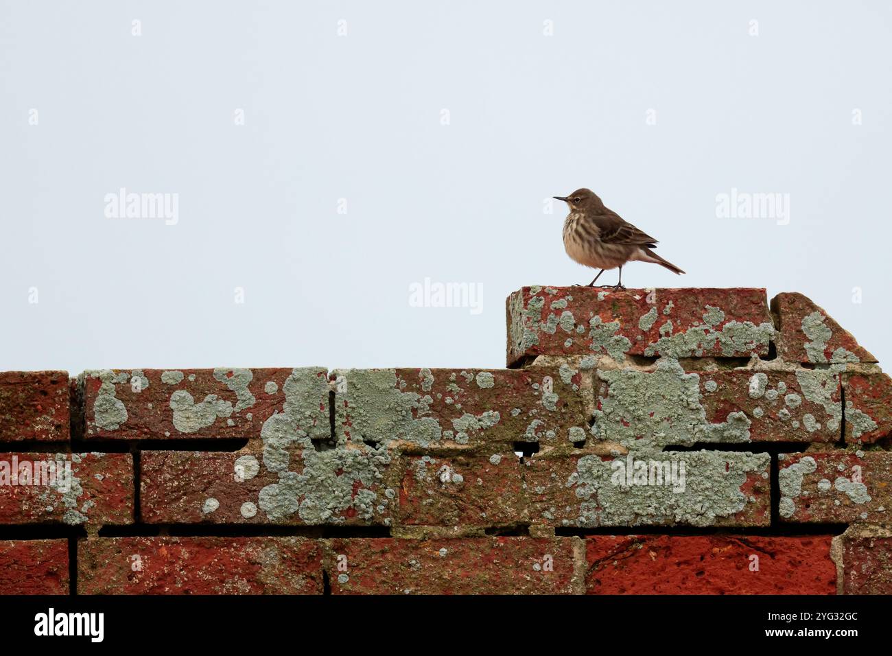 Dark streaky brown plumage hi-res stock photography and images - Alamy