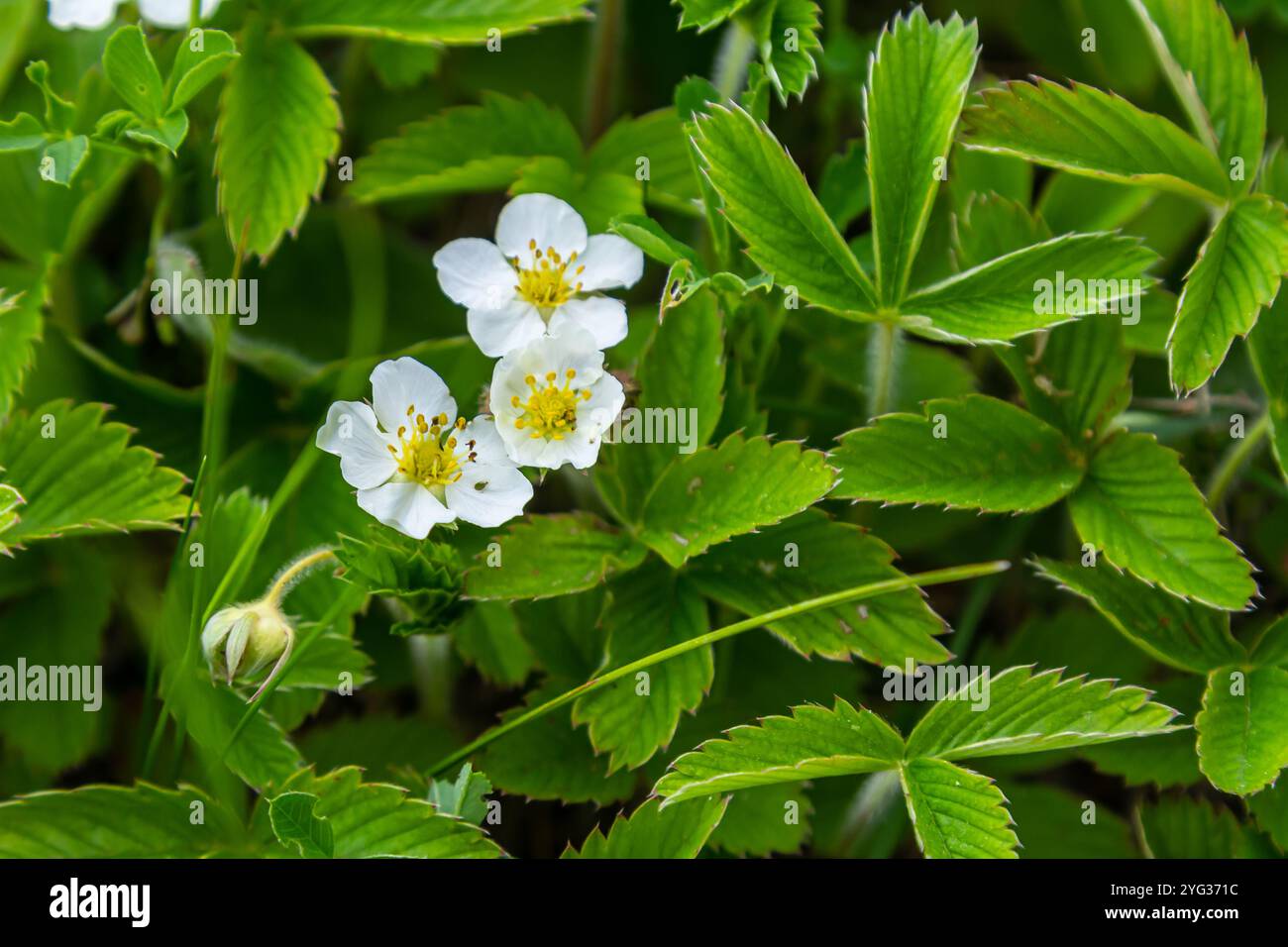 Morango Verde Fragaria viridis wild flower hi-res stock photography and images - Alamy