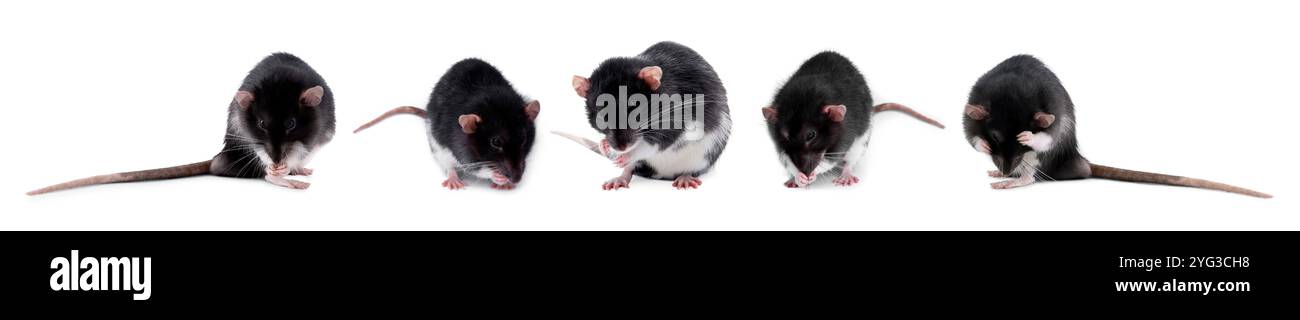 Rodent Collage Fluffy rat isolated on white, collage. Rodent Stock Photo - Alamy