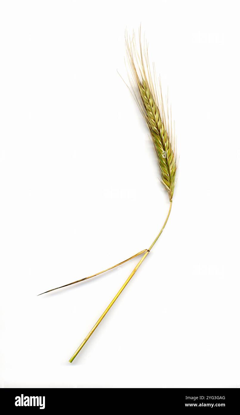 Rye secale cereale wheat hi-res stock photography and images - Alamy