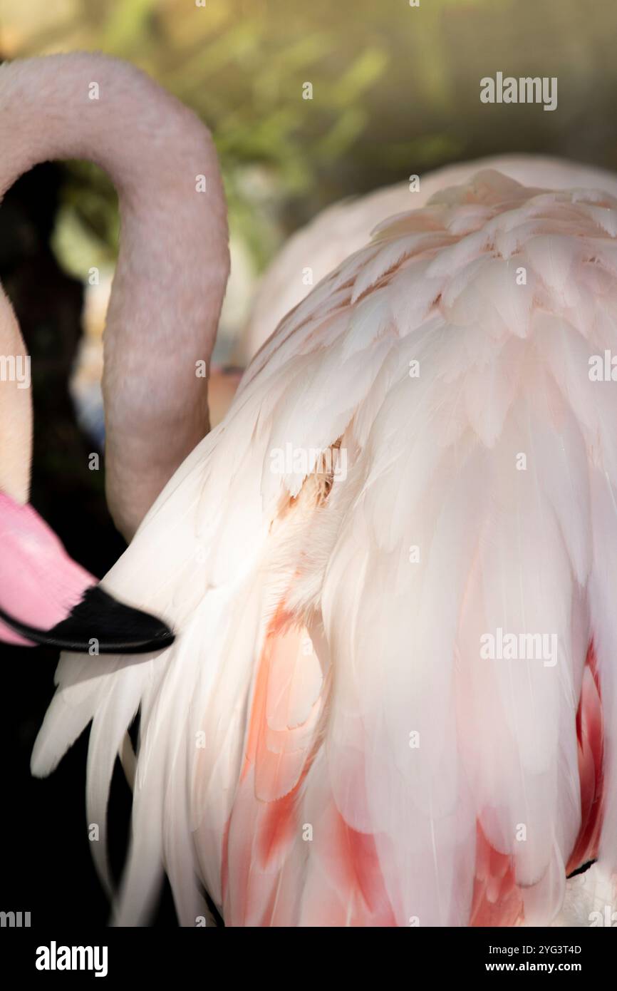 Lamingo hi-res stock photography and images - Alamy