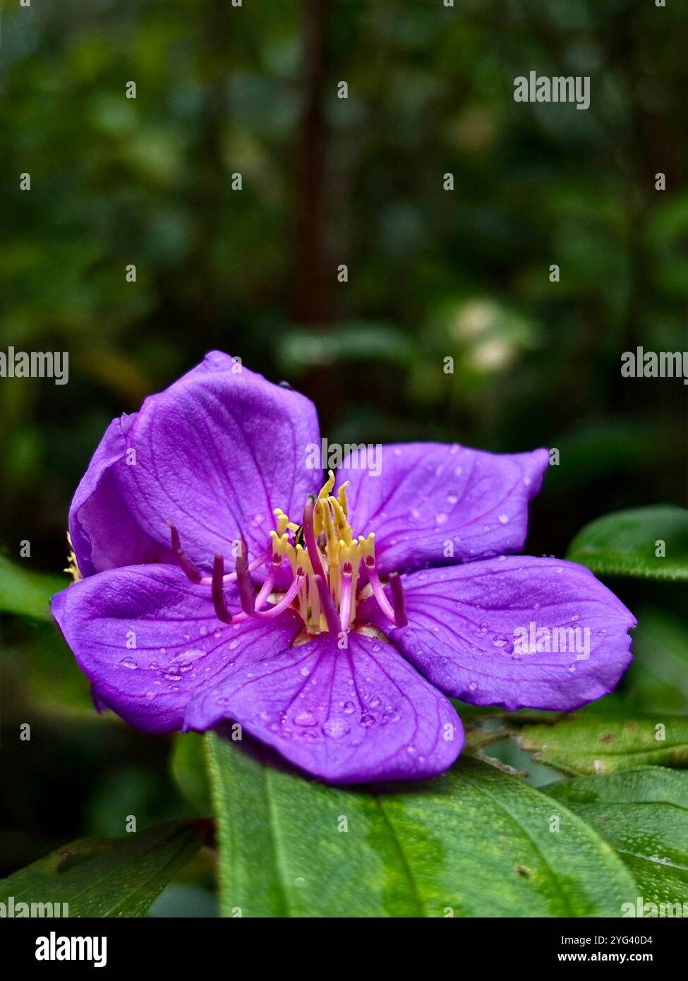 Flower - Smartphone Captured Stock Image