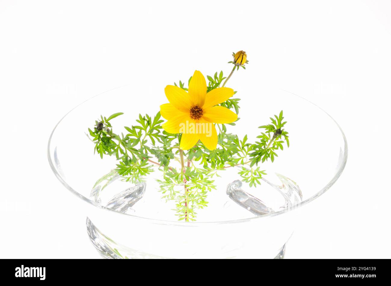 Winter Cosmos In A Water Tank On White Background Stock Photo Alamy
