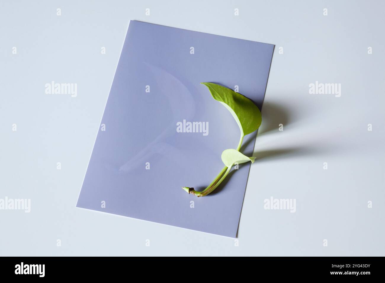 Nostalgic sunshine photo Stock Photo