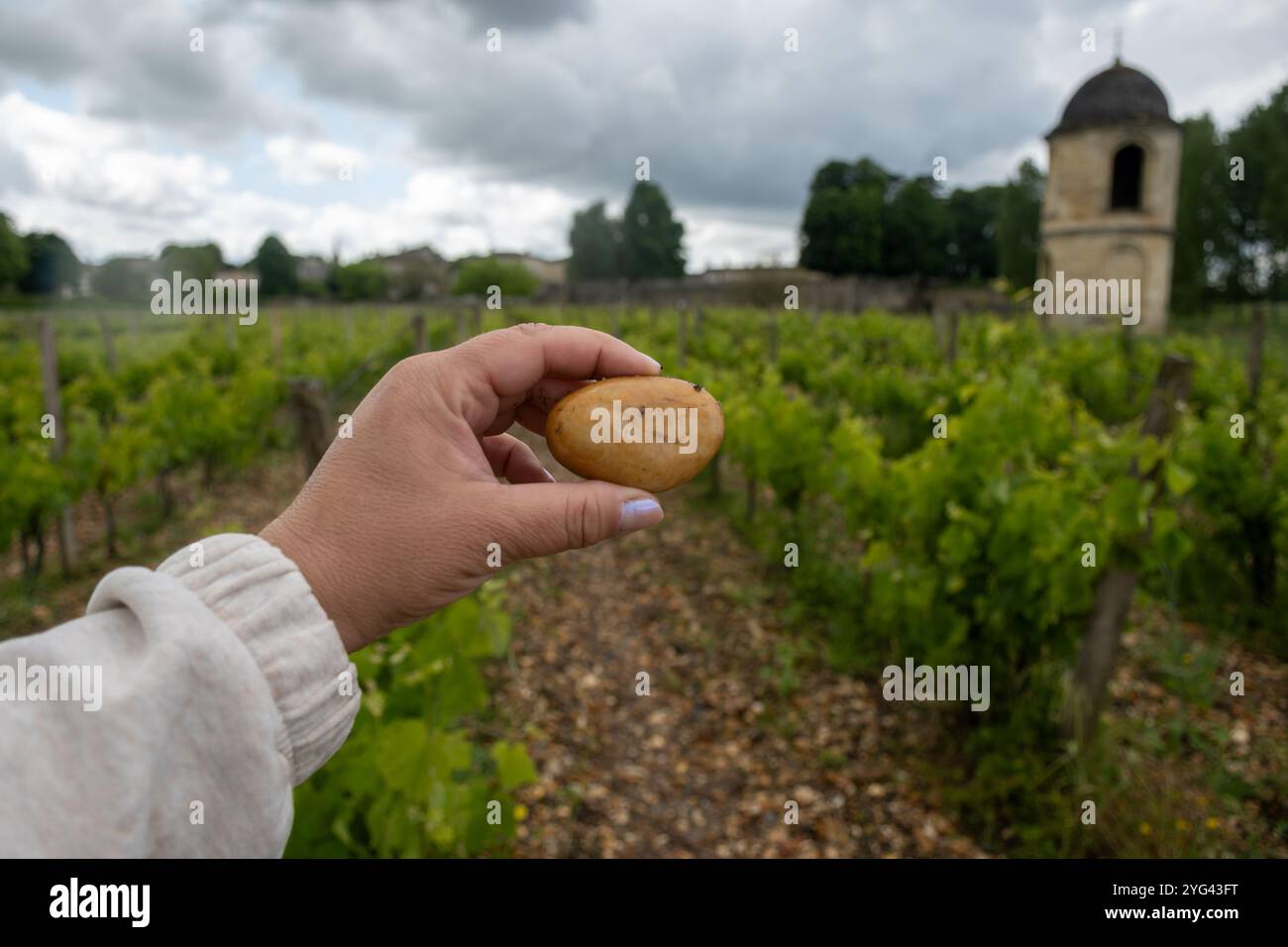 Galets on winery hi-res stock photography and images - Alamy