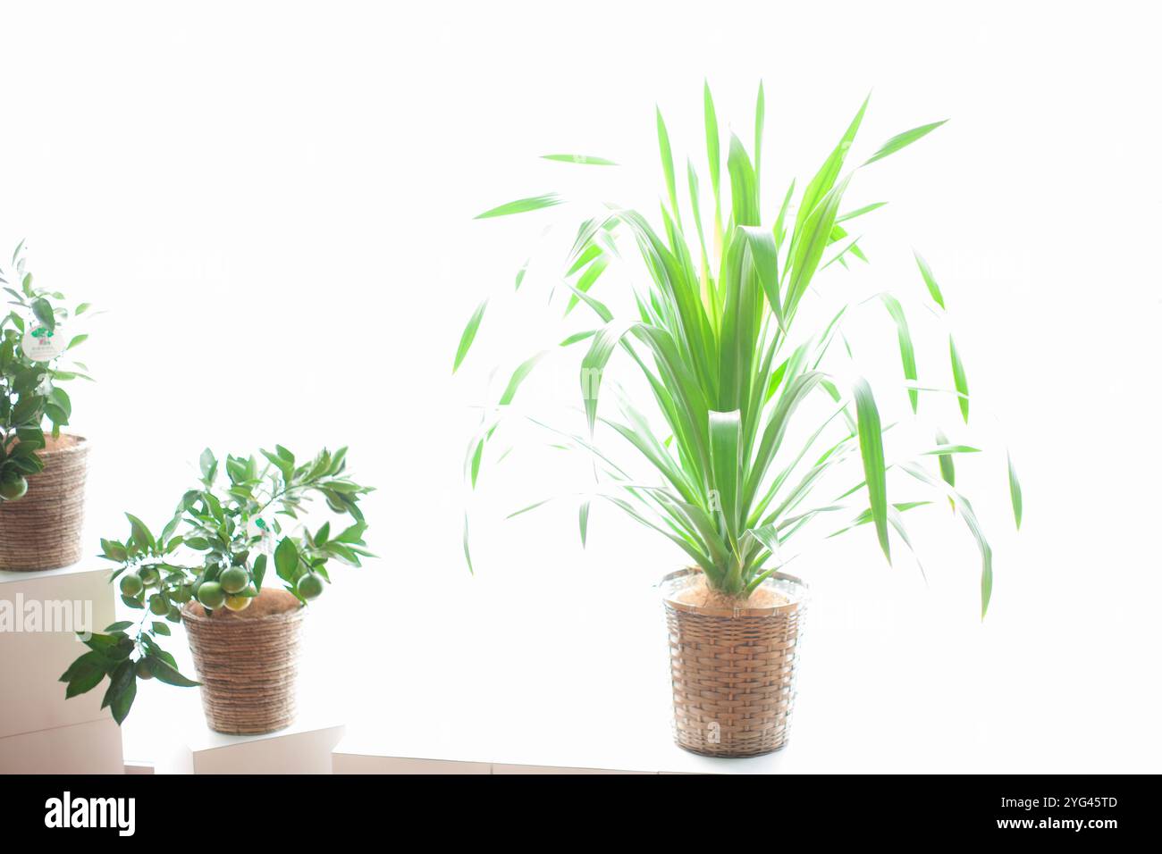 Plants sky sunlight hi-res stock photography and images - Alamy