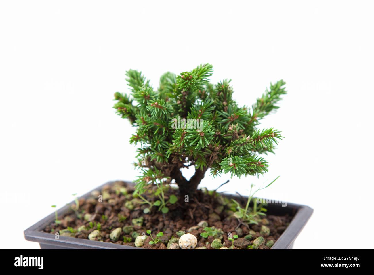 Picea jezoensis japan hi-res stock photography and images - Alamy